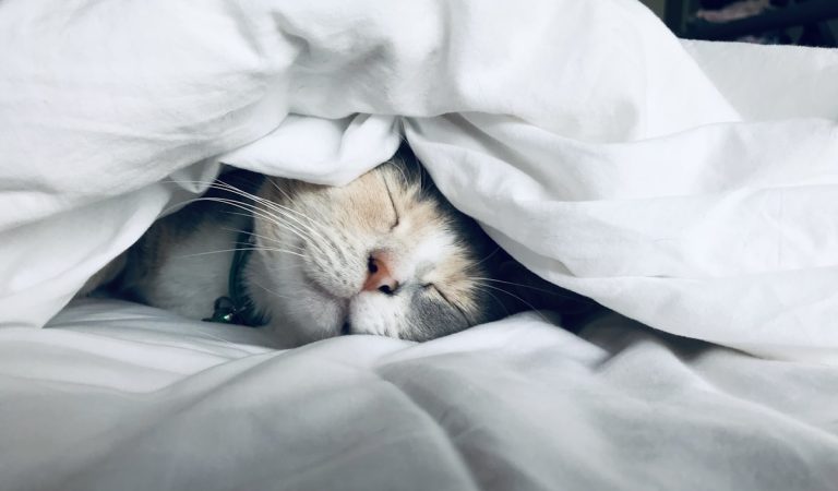 Apneia do Sono: Porque o Ressonar Pode Ser um Sinal de Alerta Cardiovascular